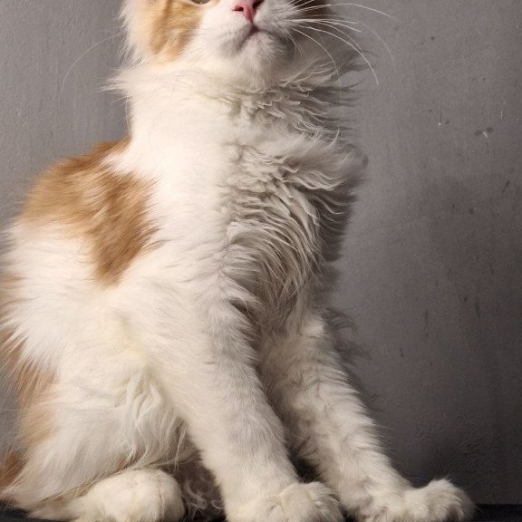 Maine Coon EZ Galactica