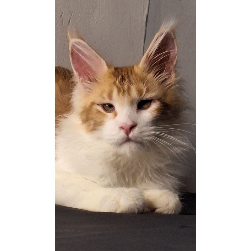 Maine Coon EZ Galactica