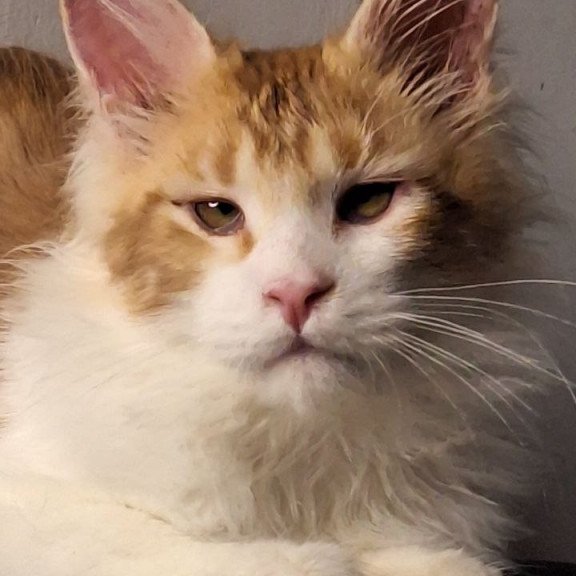 Maine Coon EZ Galactica