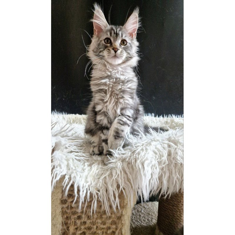 Maine Coon A Freya