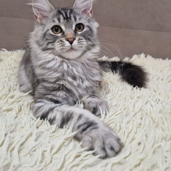 Maine Coon A Freya