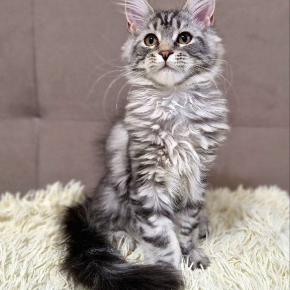 Maine Coon A Freya