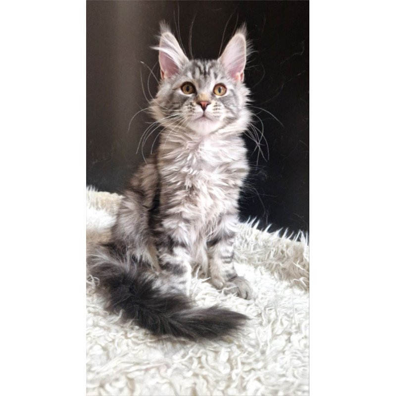 Maine Coon A Freya