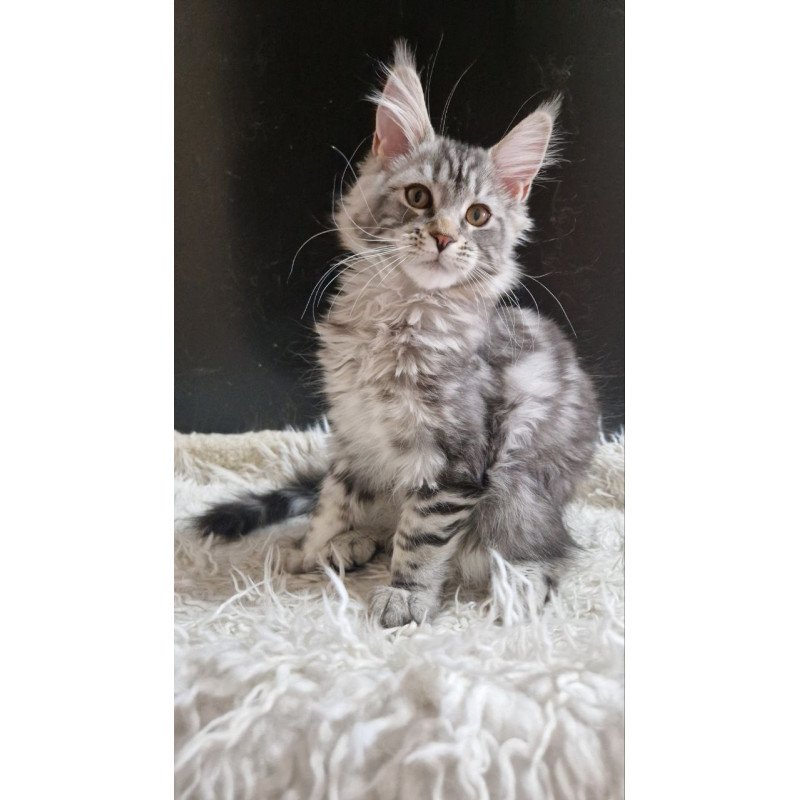 Maine Coon A Freya