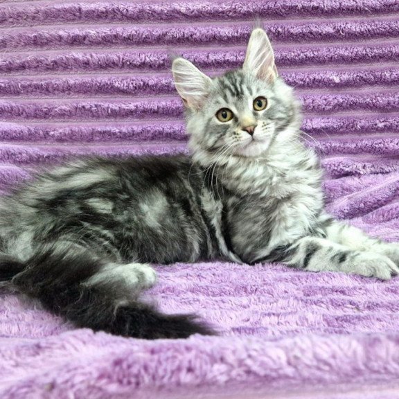 Maine Coon A Freya