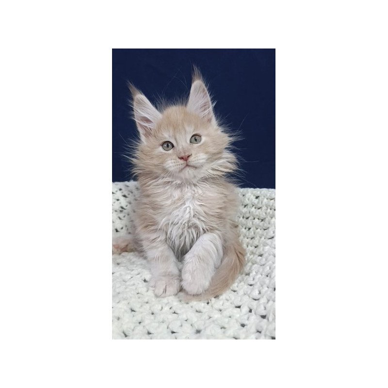 Maine Coon Alva Leo