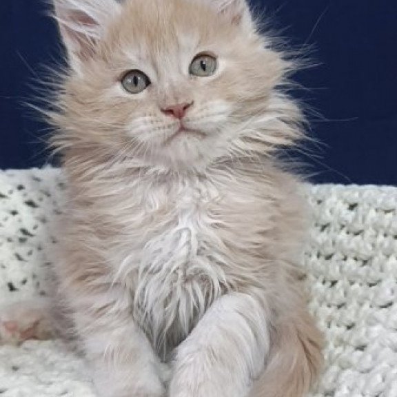 Maine Coon Alva Leo
