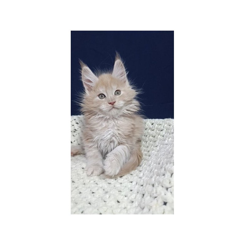 Maine Coon Alva Leo