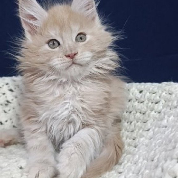 Maine Coon Alva Leo