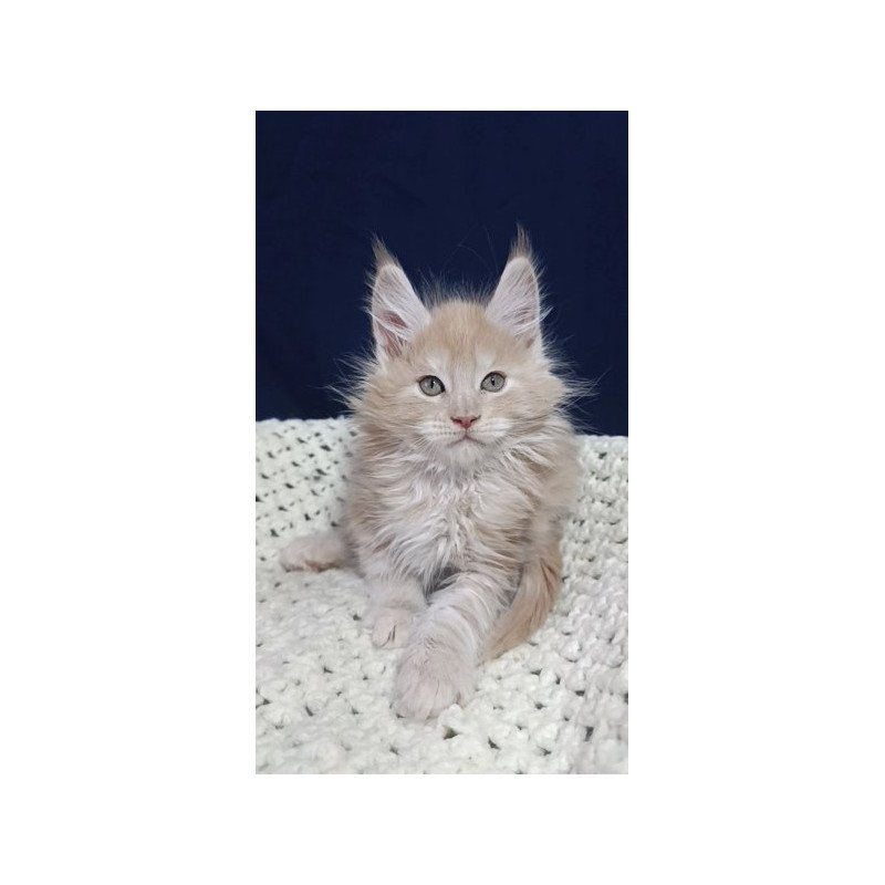 Maine Coon Alva Leo