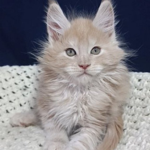 Maine Coon Alva Leo