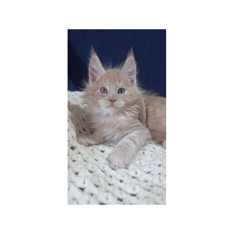 Maine Coon Alva Leo