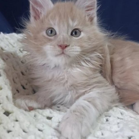 Maine Coon Alva Leo