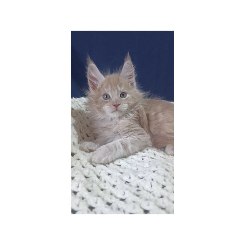 Maine Coon Alva Leo