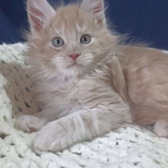 Maine Coon Alva Leo