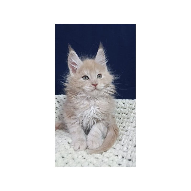 Maine Coon Alva Leo