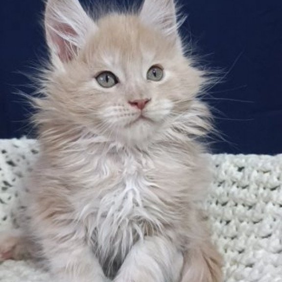 Maine Coon Alva Leo