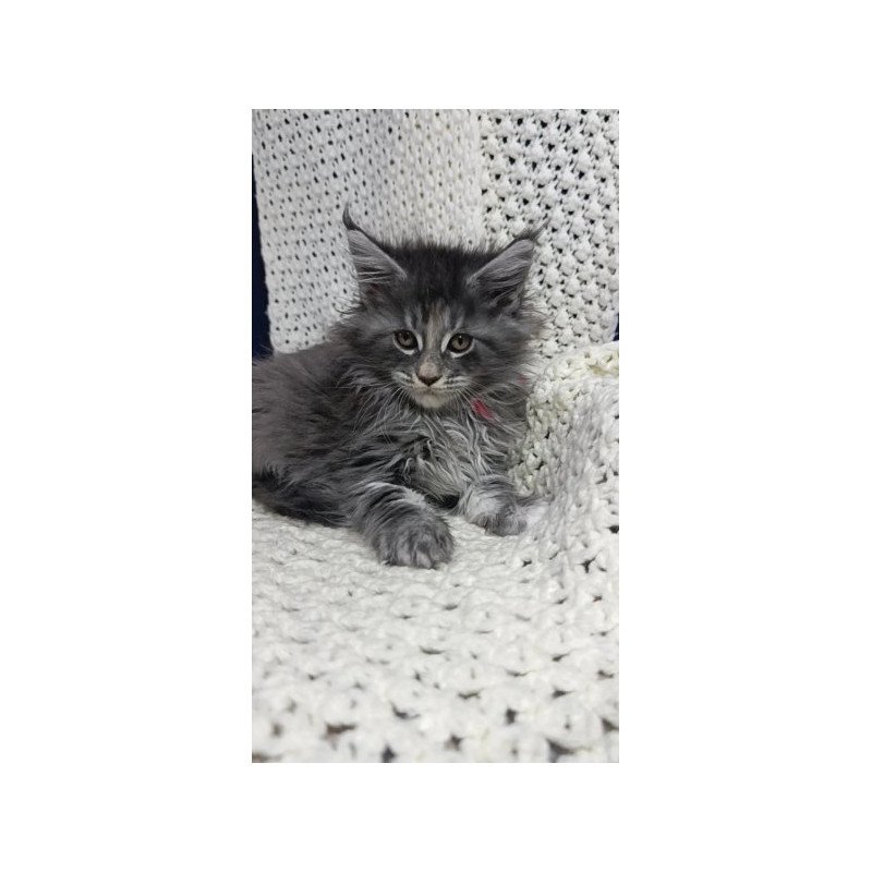 Maine Coon Alva Laura