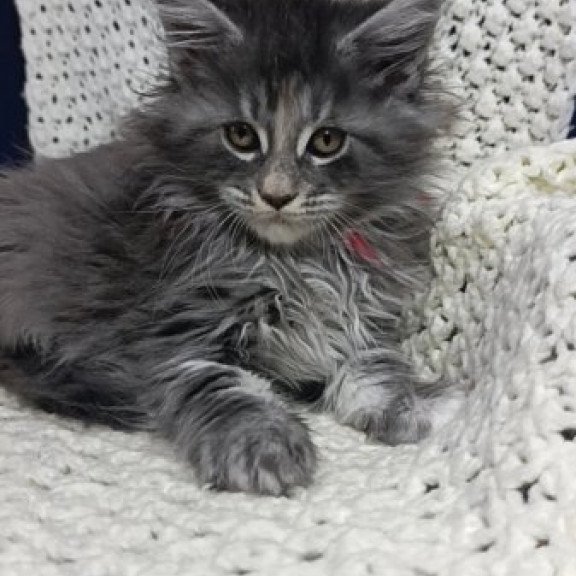 Maine Coon Alva Laura