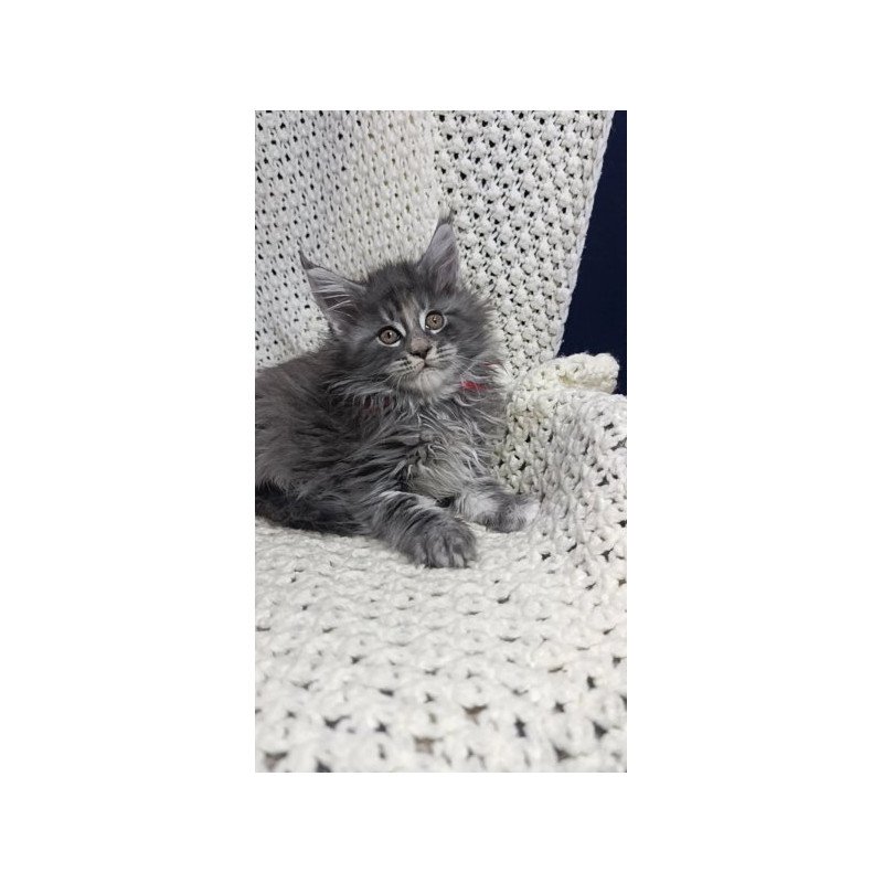 Maine Coon Alva Laura