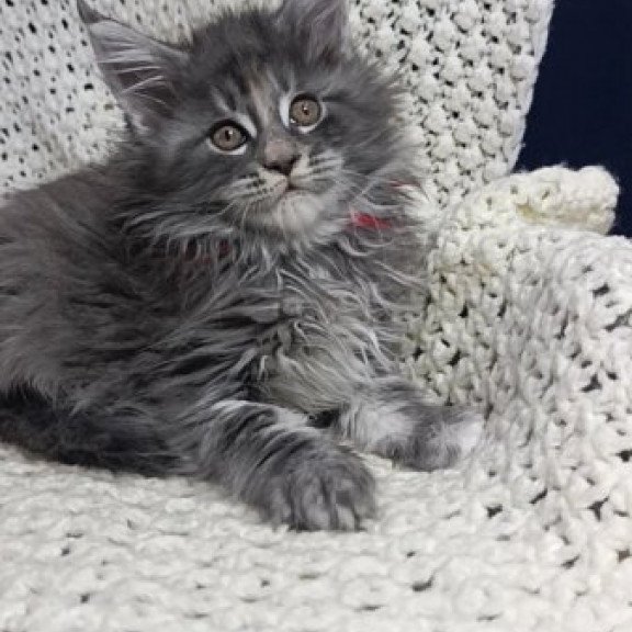 Maine Coon Alva Laura