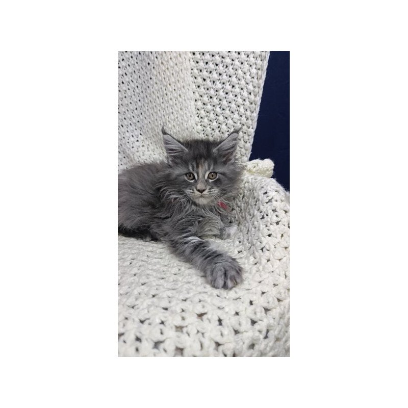 Maine Coon Alva Laura