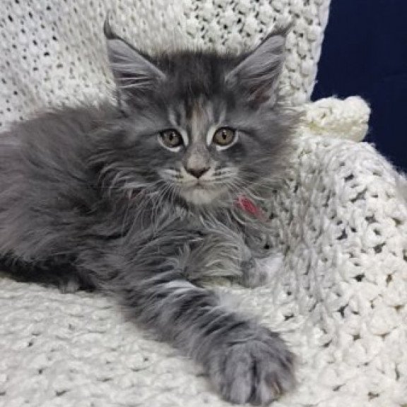 Maine Coon Alva Laura