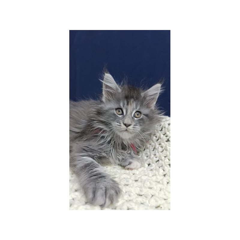 Maine Coon Alva Laura