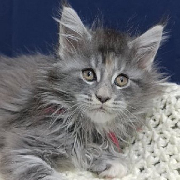 Maine Coon Alva Laura