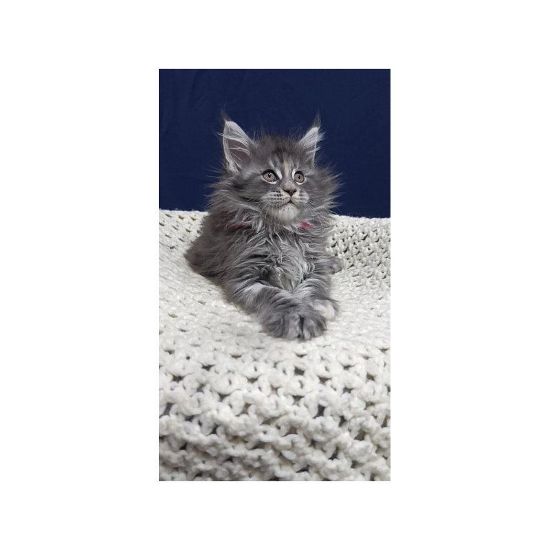 Maine Coon Alva Laura