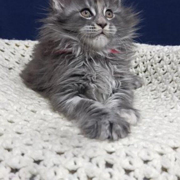 Maine Coon Alva Laura