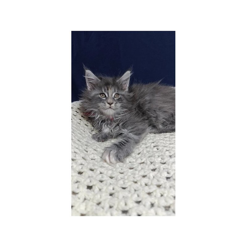 Maine Coon Alva Laura