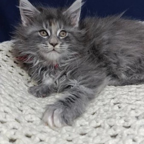 Maine Coon Alva Laura