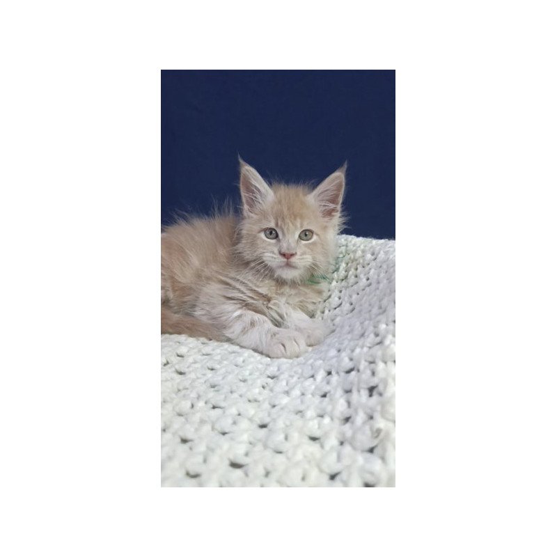 Maine Coon Alva Leon