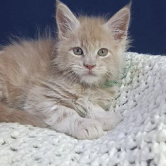 Maine Coon Alva Leon