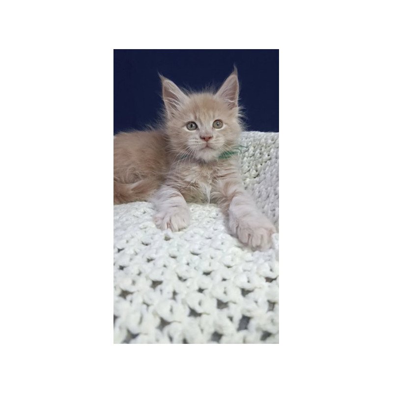 Maine Coon Alva Leon