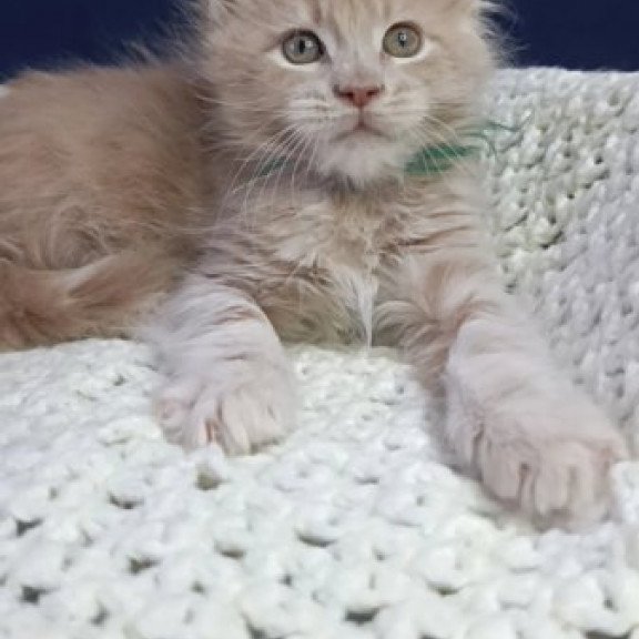 Maine Coon Alva Leon