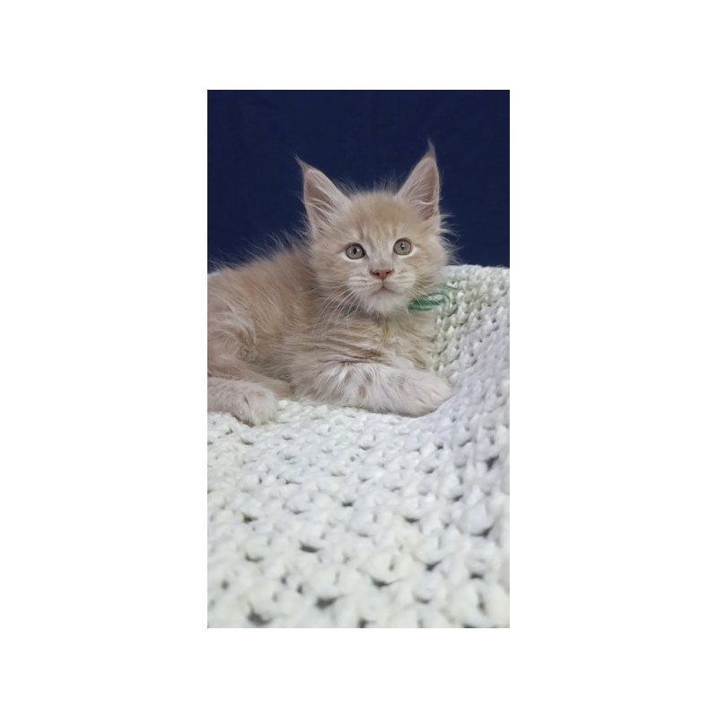 Maine Coon Alva Leon