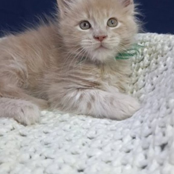 Maine Coon Alva Leon