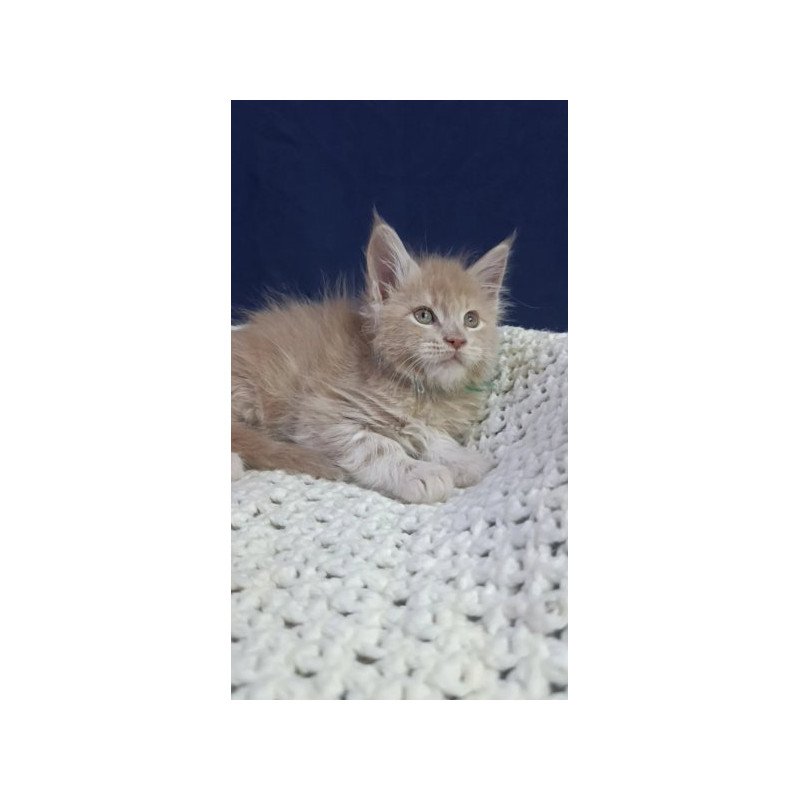 Maine Coon Alva Leon