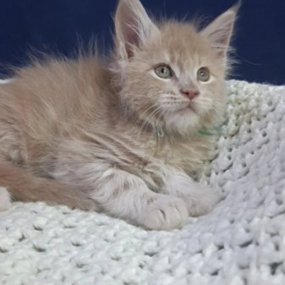 Maine Coon Alva Leon