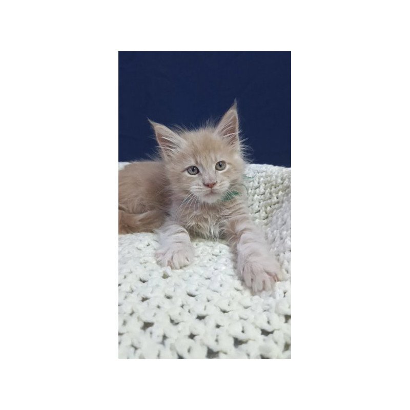 Maine Coon Alva Leon