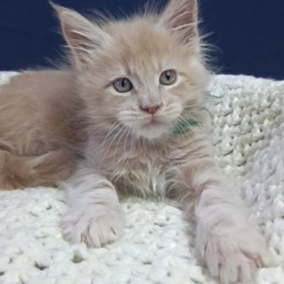Maine Coon Alva Leon