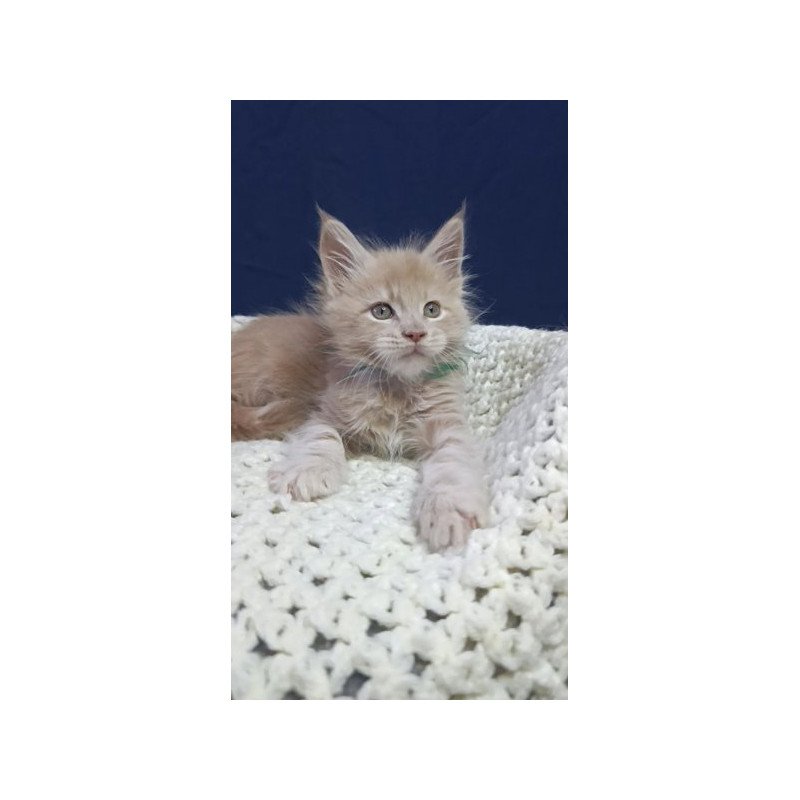 Maine Coon Alva Leon