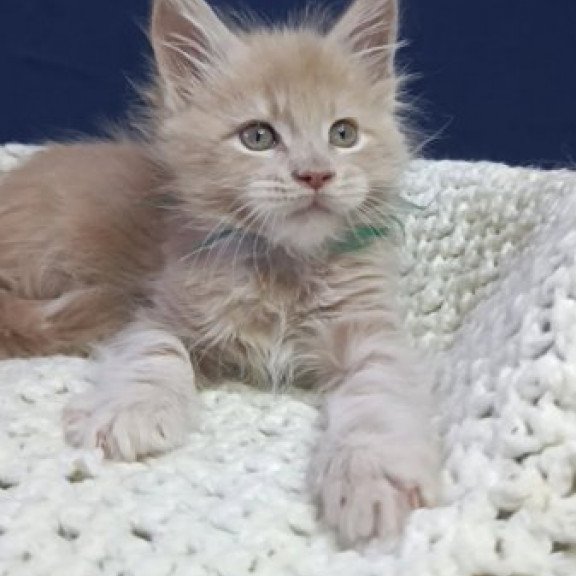 Maine Coon Alva Leon