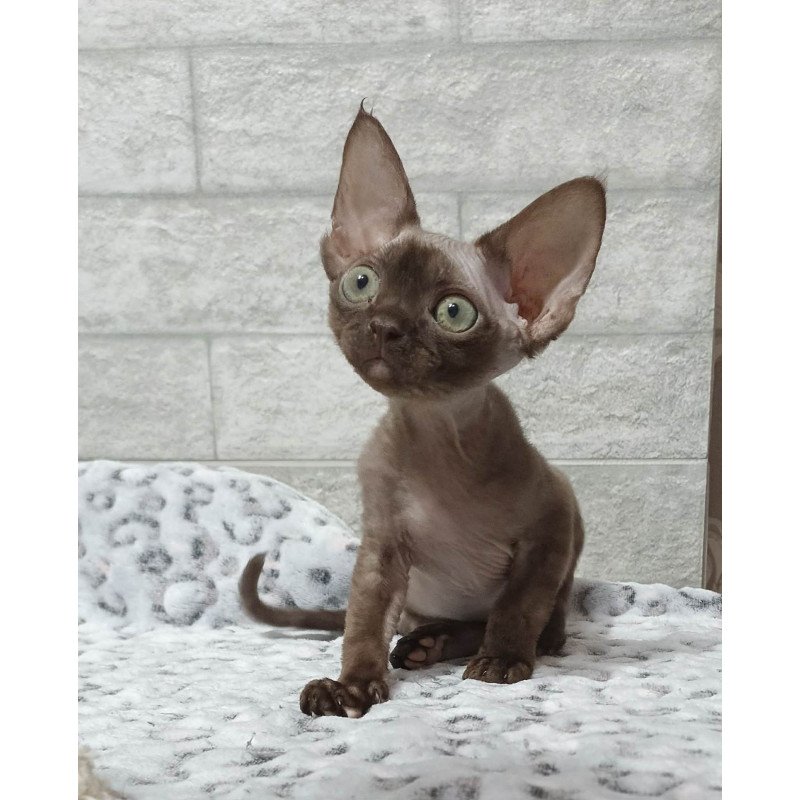 Devon Rex EZ Leonel