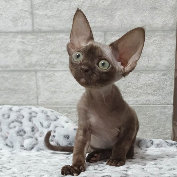 Devon Rex EZ Leonel