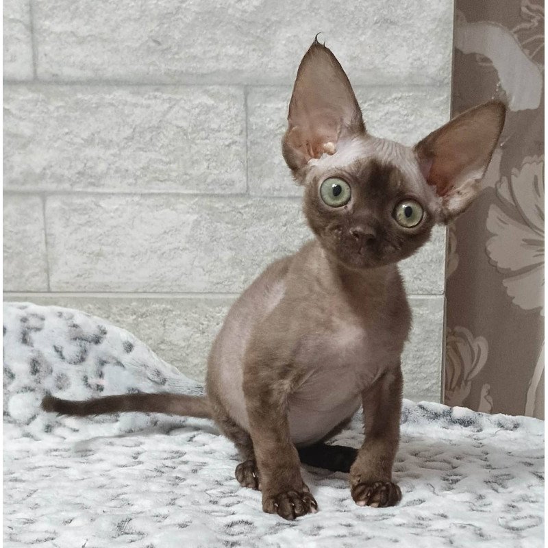 Devon Rex EZ Leonel