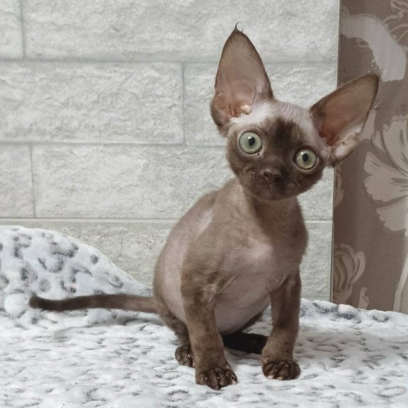 Devon Rex EZ Leonel