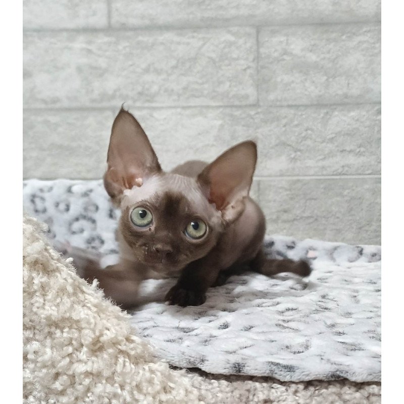 Devon Rex EZ Leonel